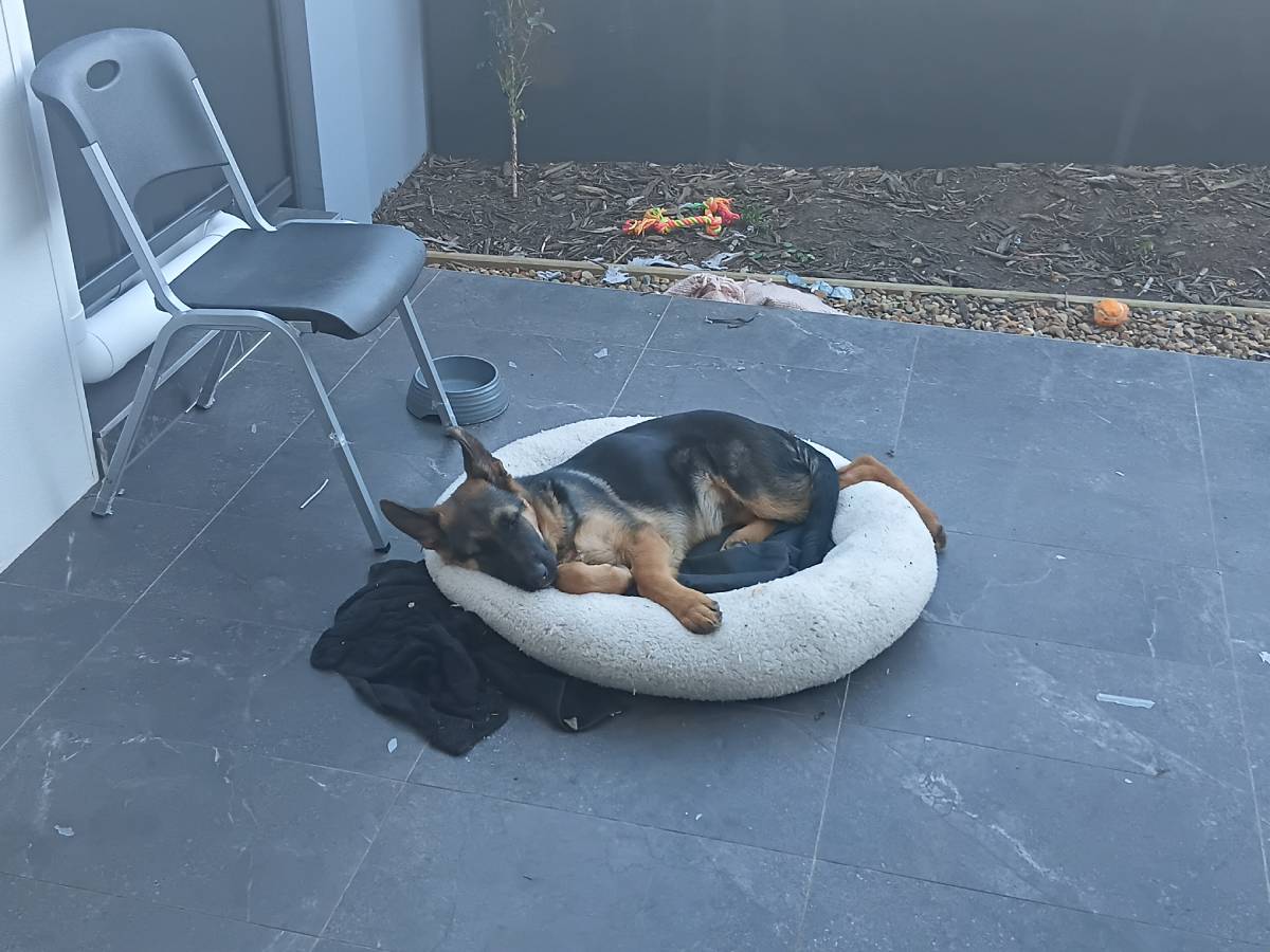 Baby German Shepherd — Adam Watson's dog