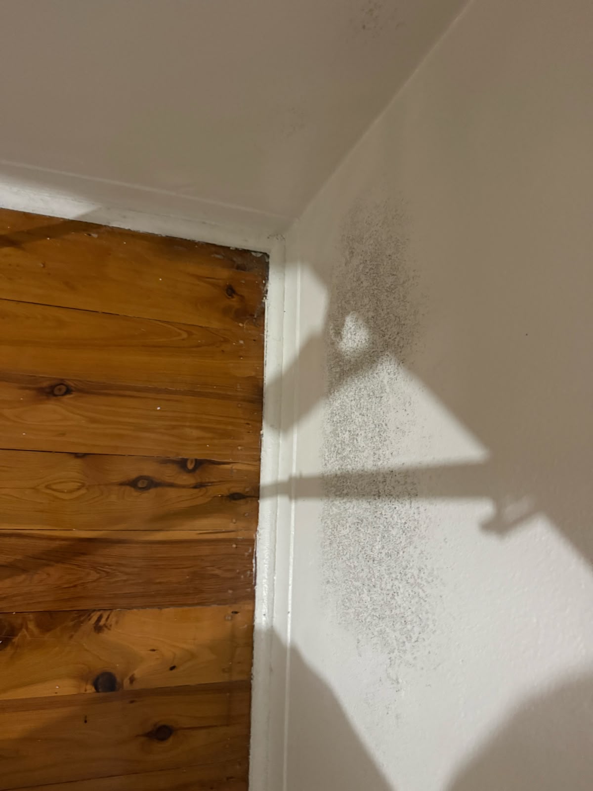 Mould photo 1