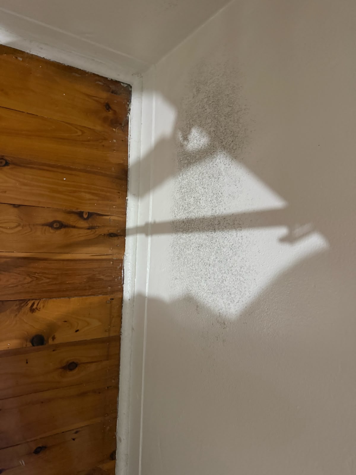 Mould photo 2