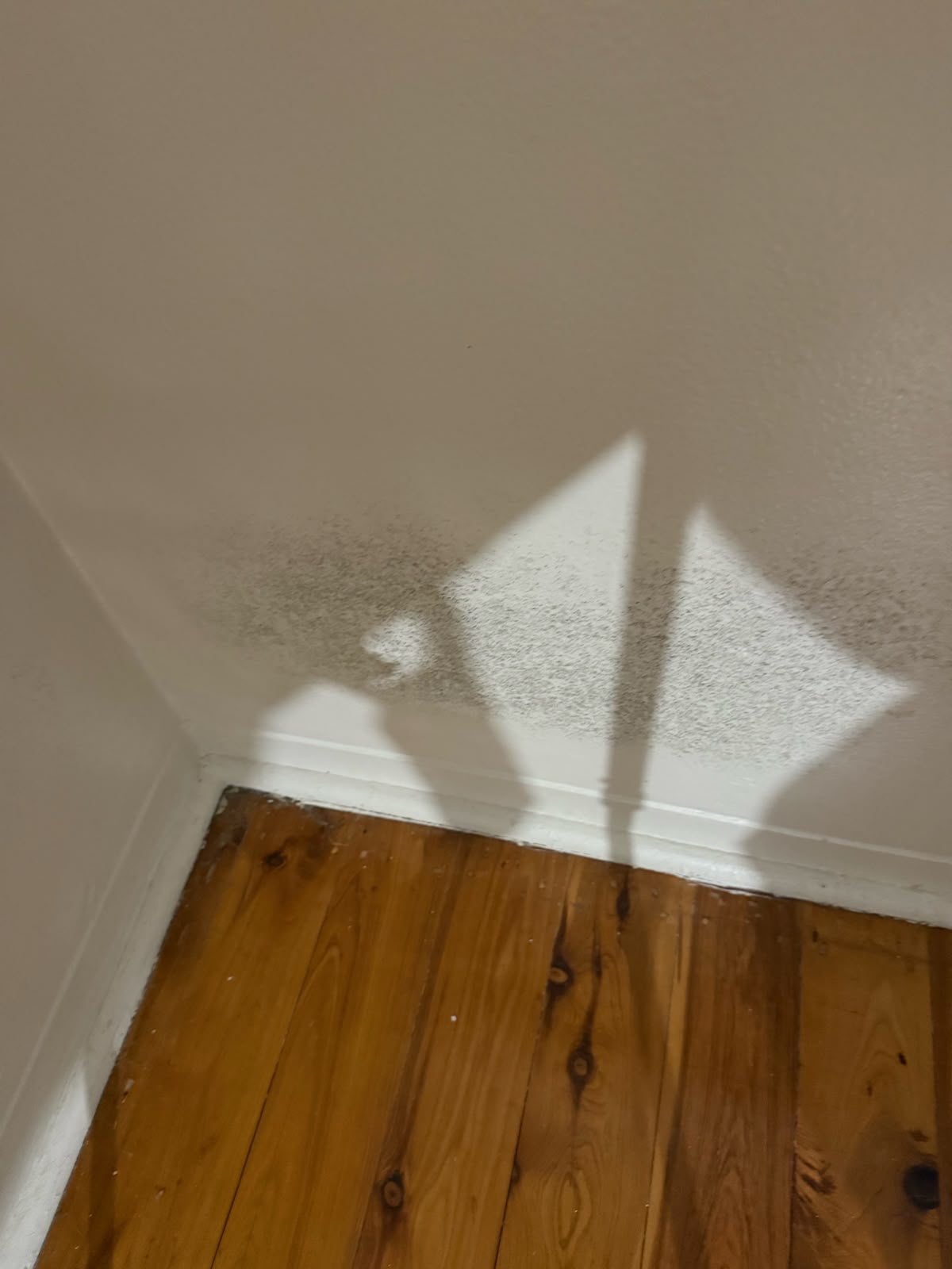 Mould photo 3